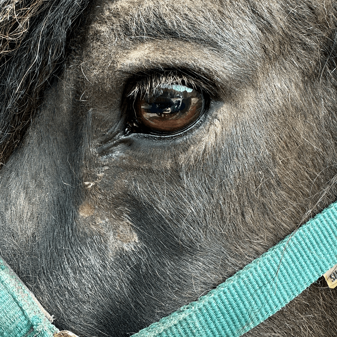 Nahaufnahme eines Pferdeauges mit grünem Halfter, die detaillierte Strukturen des Pferdefells und Spiegelungen im Auge zeigt.