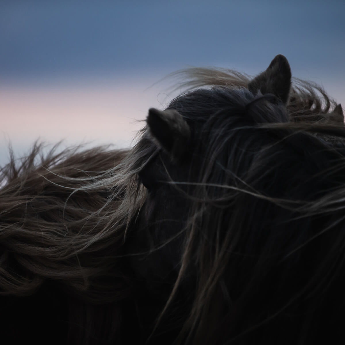 Eine Nahaufnahme von Kopf und Mähne eines Pferdes bei schwachem Licht, mit den weichen Farben des Abendhimmels im Hintergrund. Das Bild ist stimmungsvoll und die Details liegen meist im Schatten.