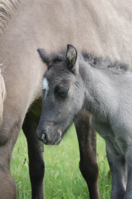 Ein junges, graues Fohlen steht dicht neben einem erwachsenen Pferd auf einer Wiese und schmiegt seinen Kopf an die Seite des Erwachsenen, um sich zu trösten und zu schützen.