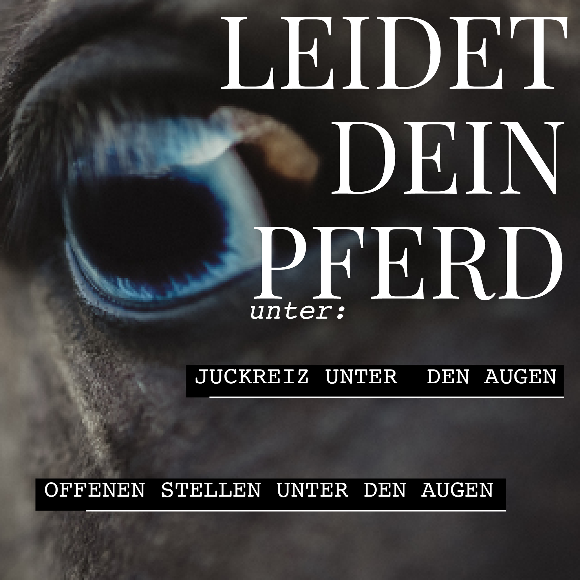 Nahaufnahme des blauen Auges eines Pferdes mit deutschem Text: Leidet Ihr Pferd unter Juckreiz oder offenen Wunden unter den Augen? Entdecken Sie Hestakofi Augencreme für die sanfte Pflege von juckenden und offenen Stellen unter den Augen.