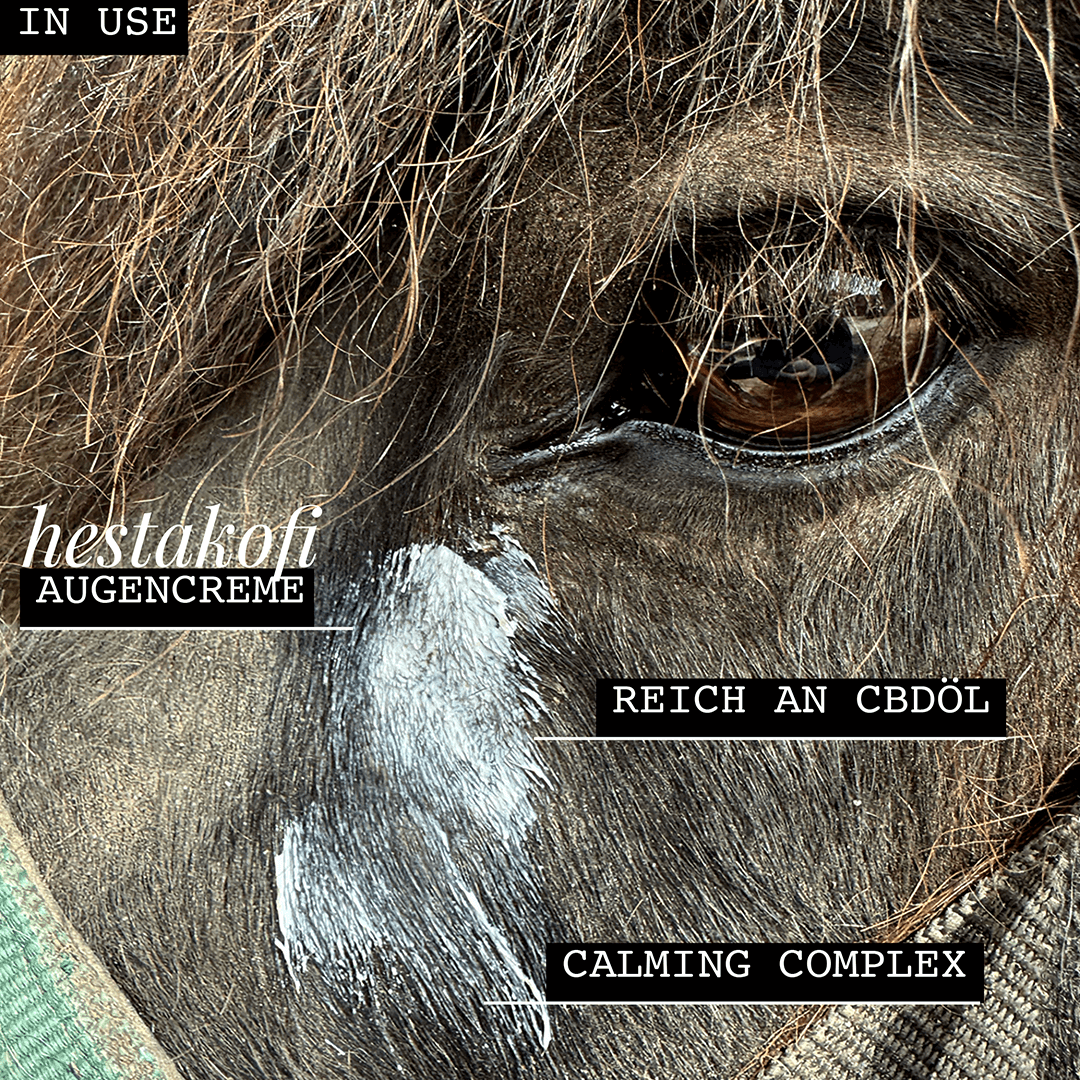 Nahaufnahme von Auge und Gesicht eines Pferdes mit Hestakofi Augencreme, die unter dem Auge aufgetragen wurde und CBD-Öl und den Calming Complex enthält. Auf den Overlays steht: IN VERWENDUNG, Hestakofi AUGENCREME, REICH AN CBD-ÖL, und BERUHIGUNGSKOMPLEX. Oben ist ein Pferdehaar sichtbar.