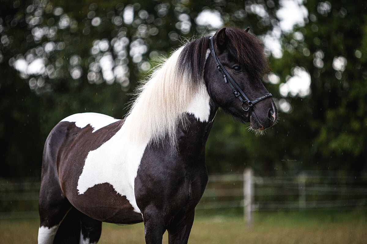 Ein schwarz-weißes Pferd mit langer, heller Mähne steht mit Zaumzeug auf einer grasbewachsenen Wiese, im Hintergrund sind Bäume und ein Zaun verschwommen zu sehen.