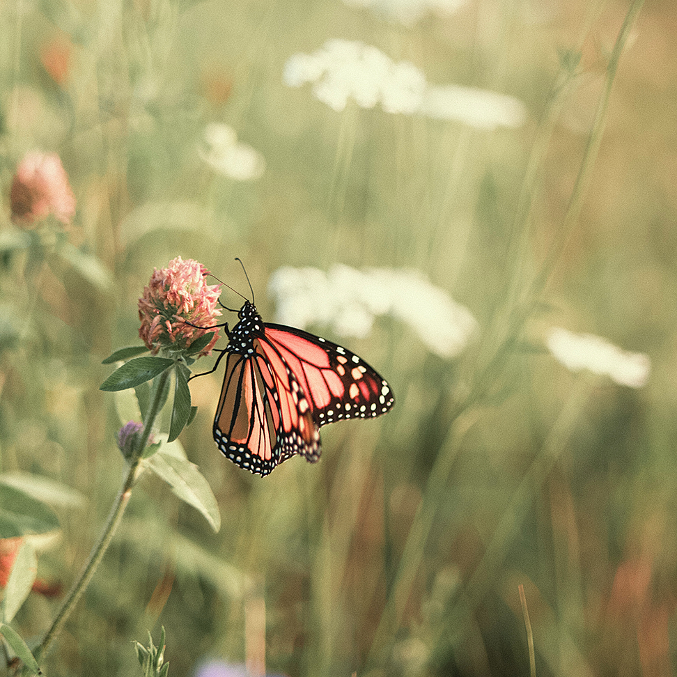 Ein Monarchfalter mit orangefarbenen und schwarzen Flügeln ruht auf einer rosa Kleeblüte, umgeben von grünem Laub und weißen Wildblumen im Hintergrund.
