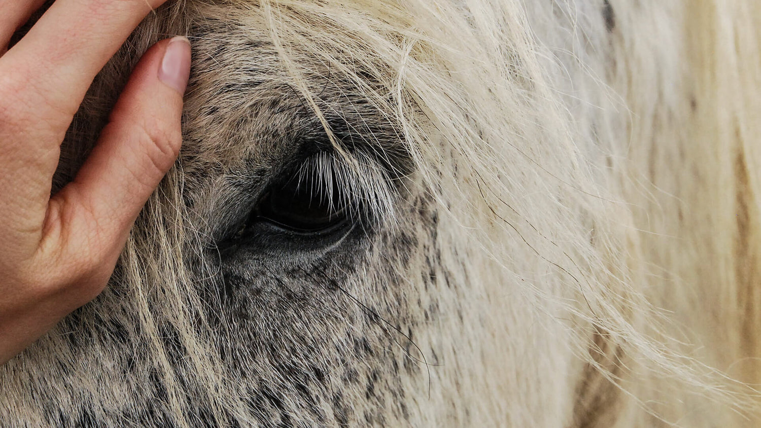 Nahaufnahme einer Person, die sanft die Stirn eines hellen Pferdes berührt, wobei der Schwerpunkt auf dem Auge und den langen Wimpern des Pferdes liegt und Strähnen seiner Mähne sichtbar sind.