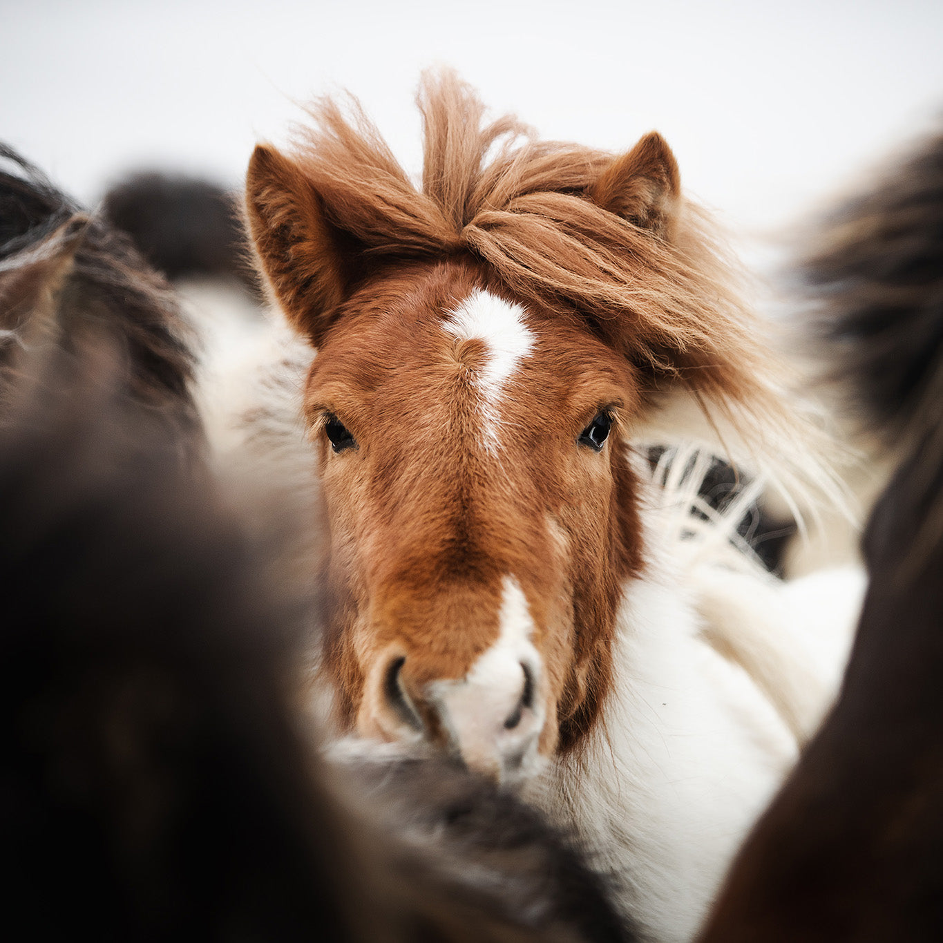 Nahaufnahme eines braun-weißen Ponys mit wehender Mähne und einem weißen sternförmigen Fleck auf der Stirn, dicht umringt von anderen Ponys.