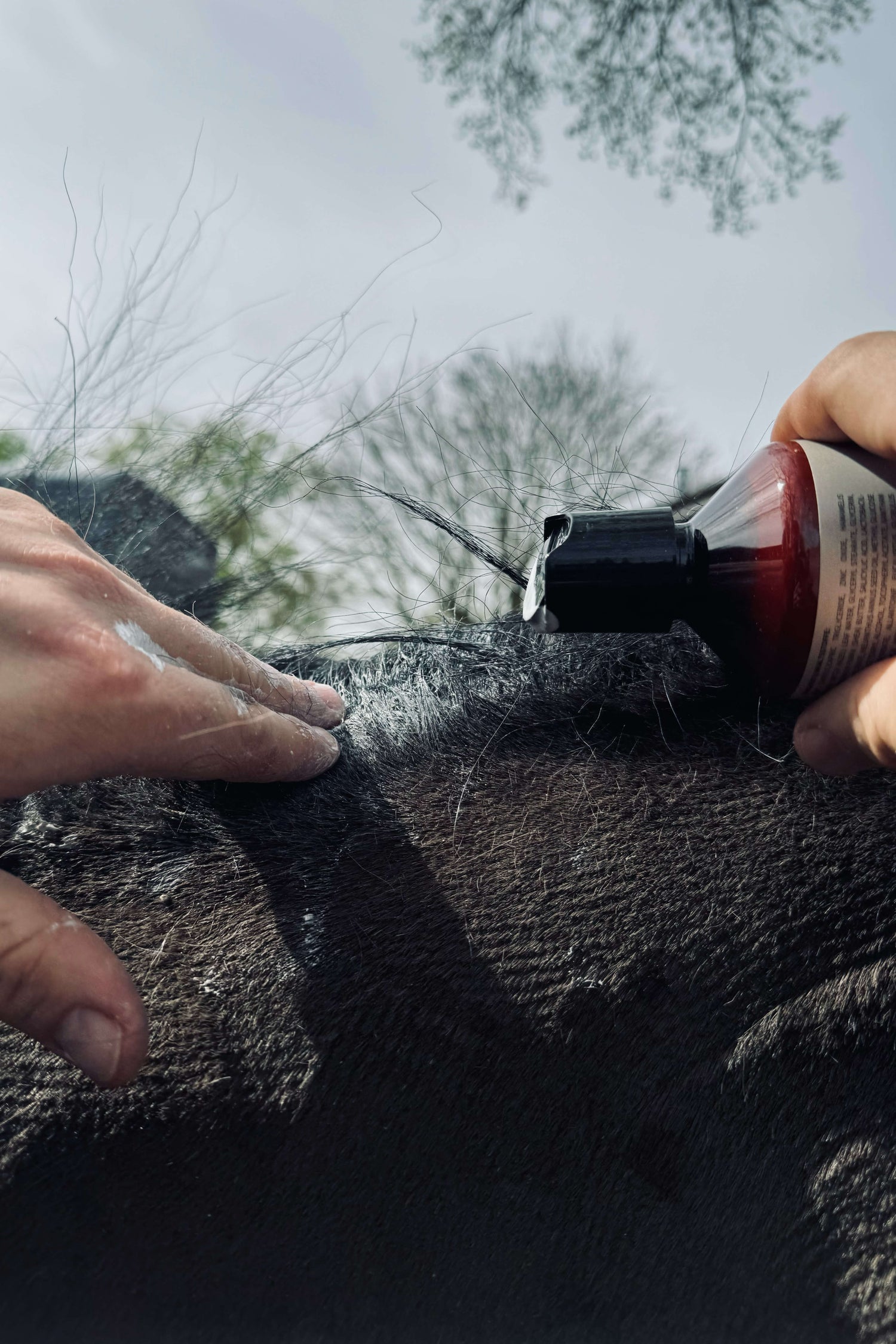 Eine Person trägt ein flüssiges Produkt aus einer Flasche auf den Rücken eines dunkelhaarigen Tieres, möglicherweise eines Pferdes, auf, während im Hintergrund Bäume und ein bewölkter Himmel zu sehen sind.
