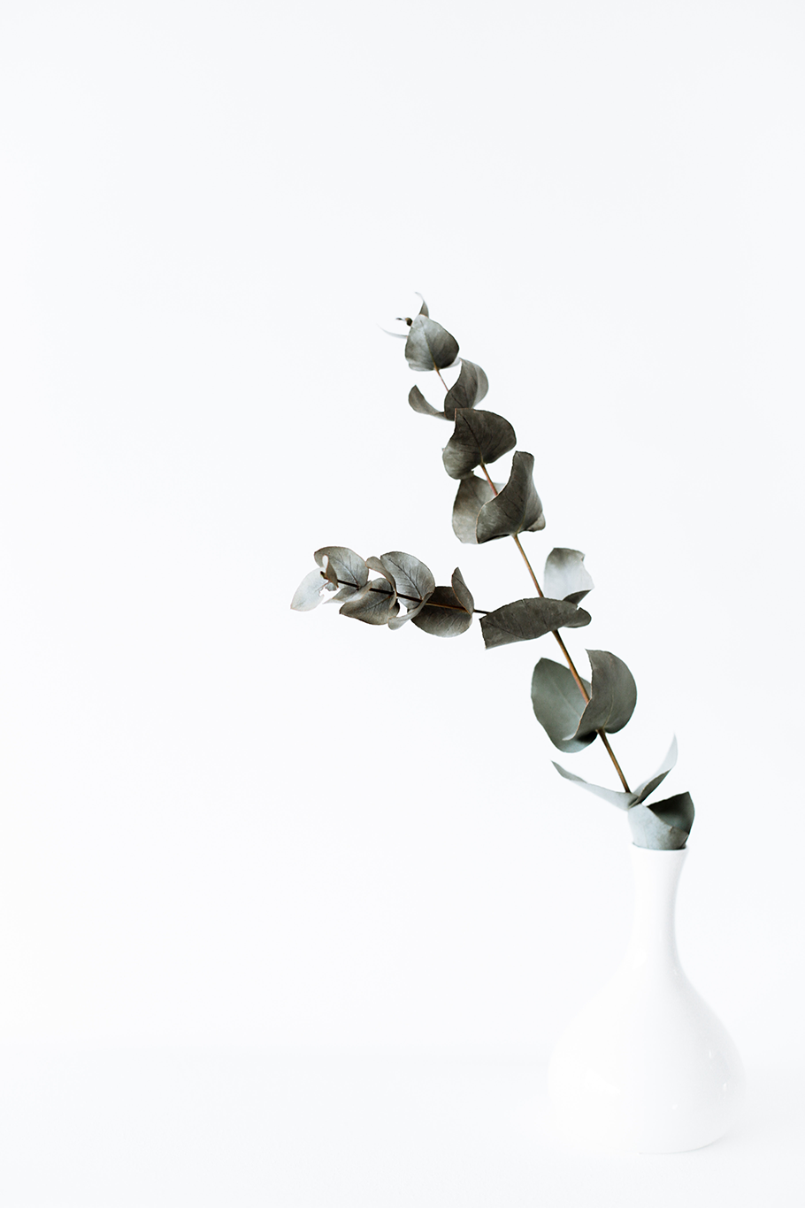 Ein einzelner Eukalyptuszweig mit abgerundeten Blättern in einer schlichten weißen Vase vor einem schlichten weißen Hintergrund für einen minimalistischen Look.