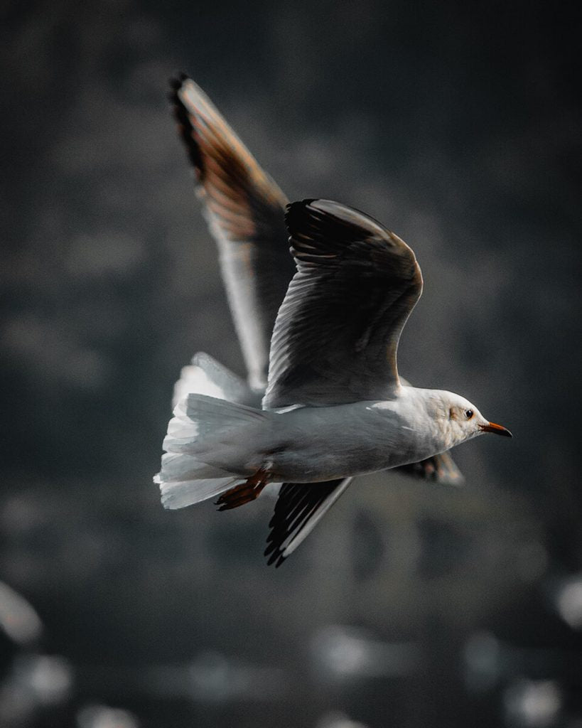 Eine Nahaufnahme einer Möwe im Flug mit ausgebreiteten Flügeln vor einem unscharfen dunklen Hintergrund. Das Licht hebt das Gefieder des Vogels hervor und kontrastiert mit seinem orangefarbenen Schnabel und seinen Beinen.