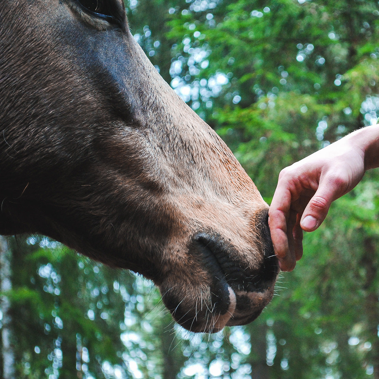 Nahaufnahme des Gesichts eines Pferdes, das sanft die Hand eines Menschen in einem Wald berührt, mit grünen Bäumen im Hintergrund.
