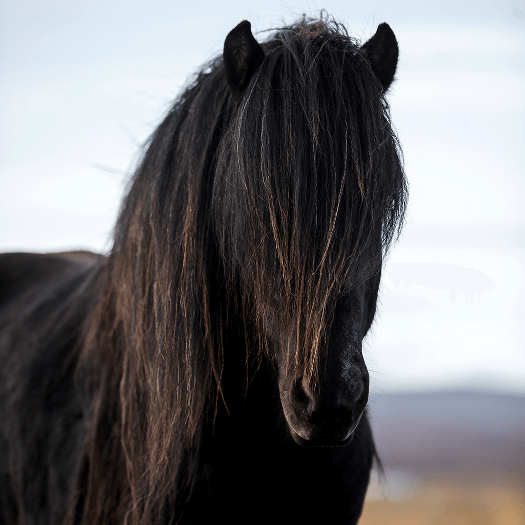 Ein schwarzes Pferd mit einer langen, zotteligen Mähne, die den größten Teil seines Gesichts bedeckt, steht im Freien und blickt nach vorne, wobei der Hintergrund aus Himmel und ferner Landschaft verschwommen ist.
