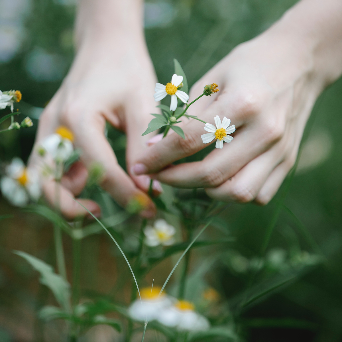 Eine Nahaufnahme von zwei Händen, die vorsichtig kleine weiße Wildblumen mit gelben Zentren in einer grünen Umgebung pflücken.