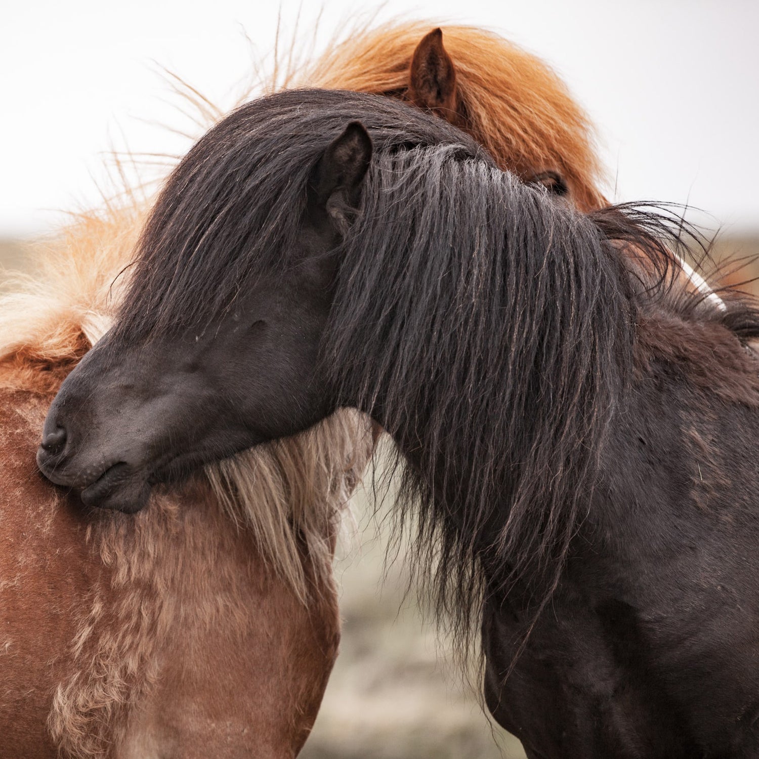 Ein schwarzes Pferd mit langer Mähne kuschelt sich an ein braunes Pferd mit hellerer Mähne, ihre Hälse umschlingen sich in einer engen, zärtlichen Geste im Freien.