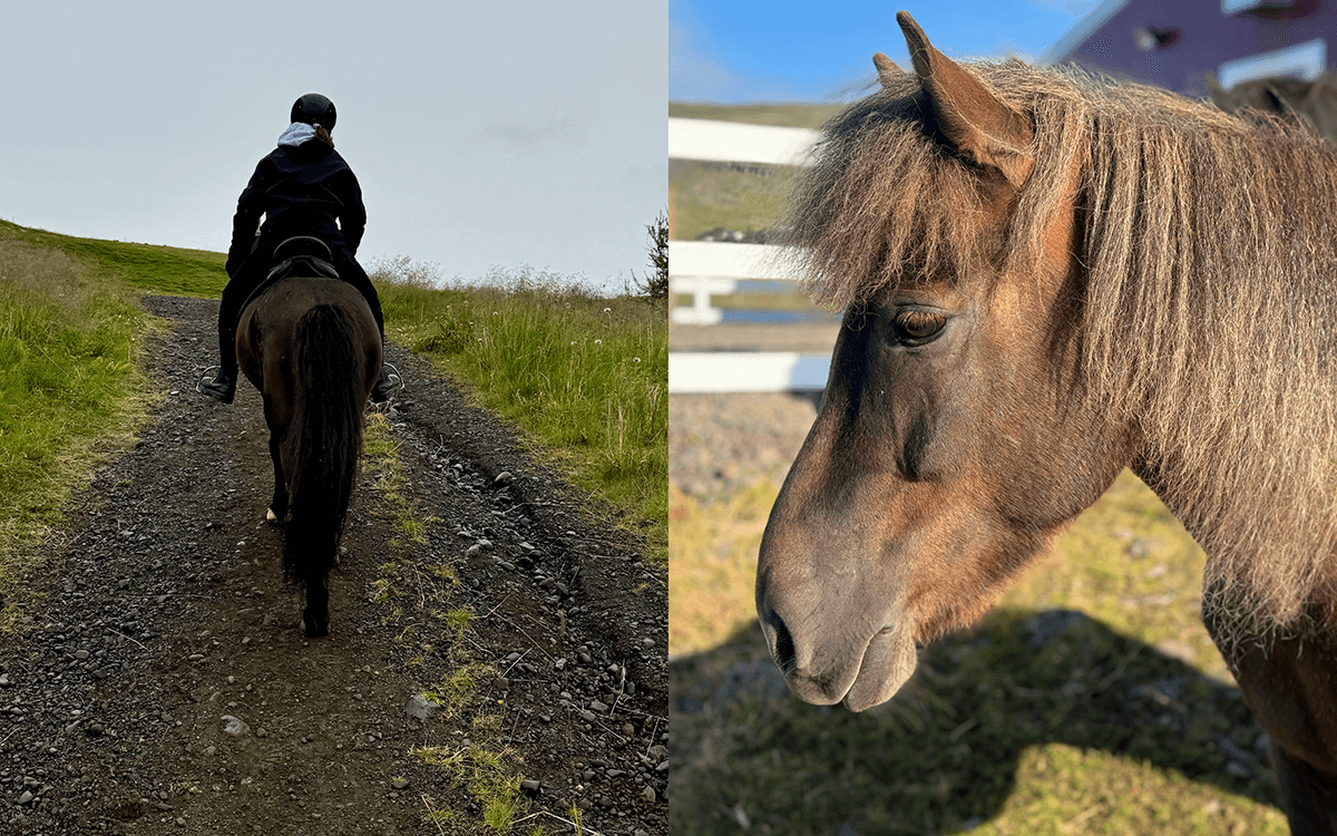 Geteiltes Bild: Links reitet eine dunkel gekleidete Person auf einem Pferd einen felsigen, von Gras gesäumten Weg hinauf. Rechts eine Nahaufnahme eines braunen Pferdes mit struppiger Mähne im Seitenprofil im Sonnenlicht.