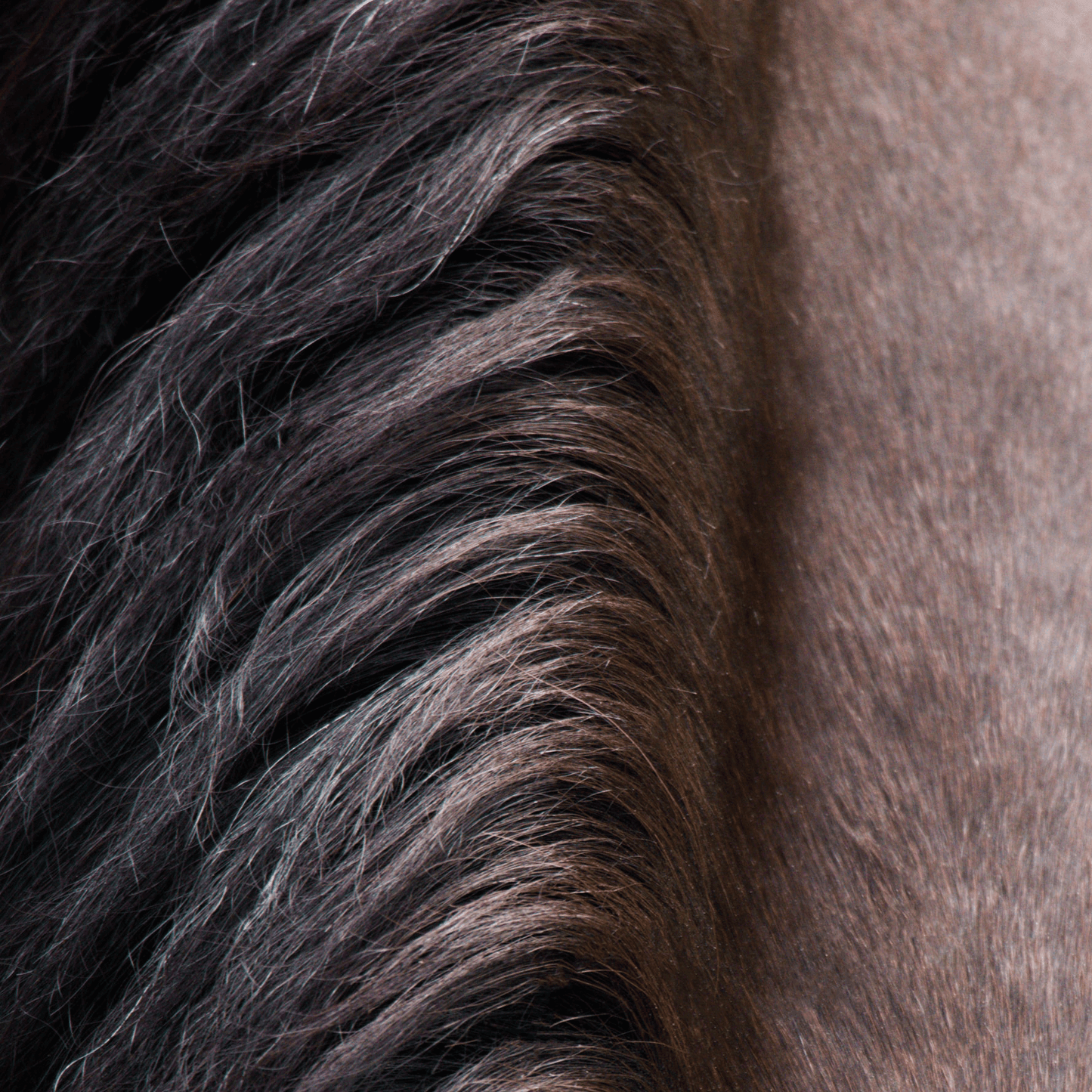 Nahaufnahme der Mähne eines Pferdes mit dicken, dunklen Wellen und glatterem, gebräuntem Fell - perfekt, um Hestakofi Antischubber zu präsentieren, das ideal ist, um der zu Allergien neigenden Pferdehaut Feuchtigkeit und Linderung zu verschaffen.