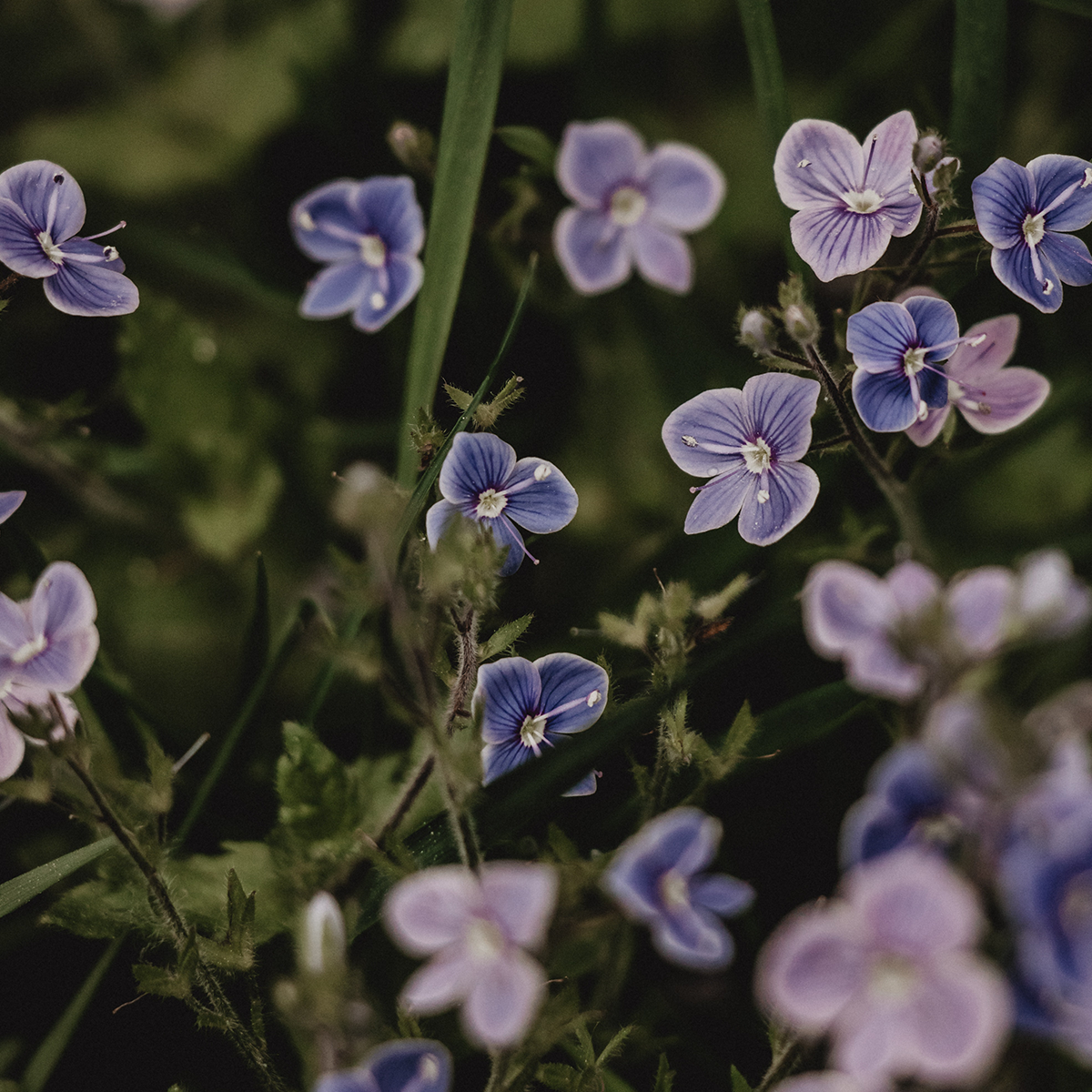 Kleine lila und blaue Wildblumen mit zarten Blütenblättern und weißer Mitte blühen zwischen grünen Blättern und Stängeln in einer natürlichen Umgebung.