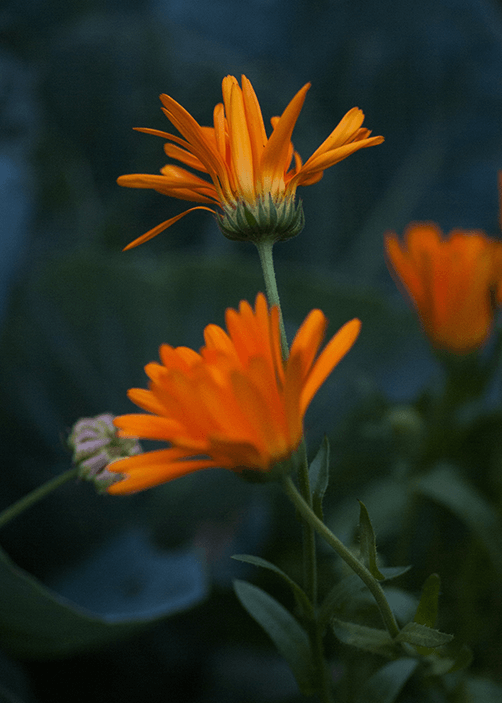 Nahaufnahme von leuchtend orangefarbenen Ringelblumenblüten mit grünen Stängeln und Blättern vor einem dunklen, unscharfen Hintergrund, der einen auffallenden Kontrast bildet.