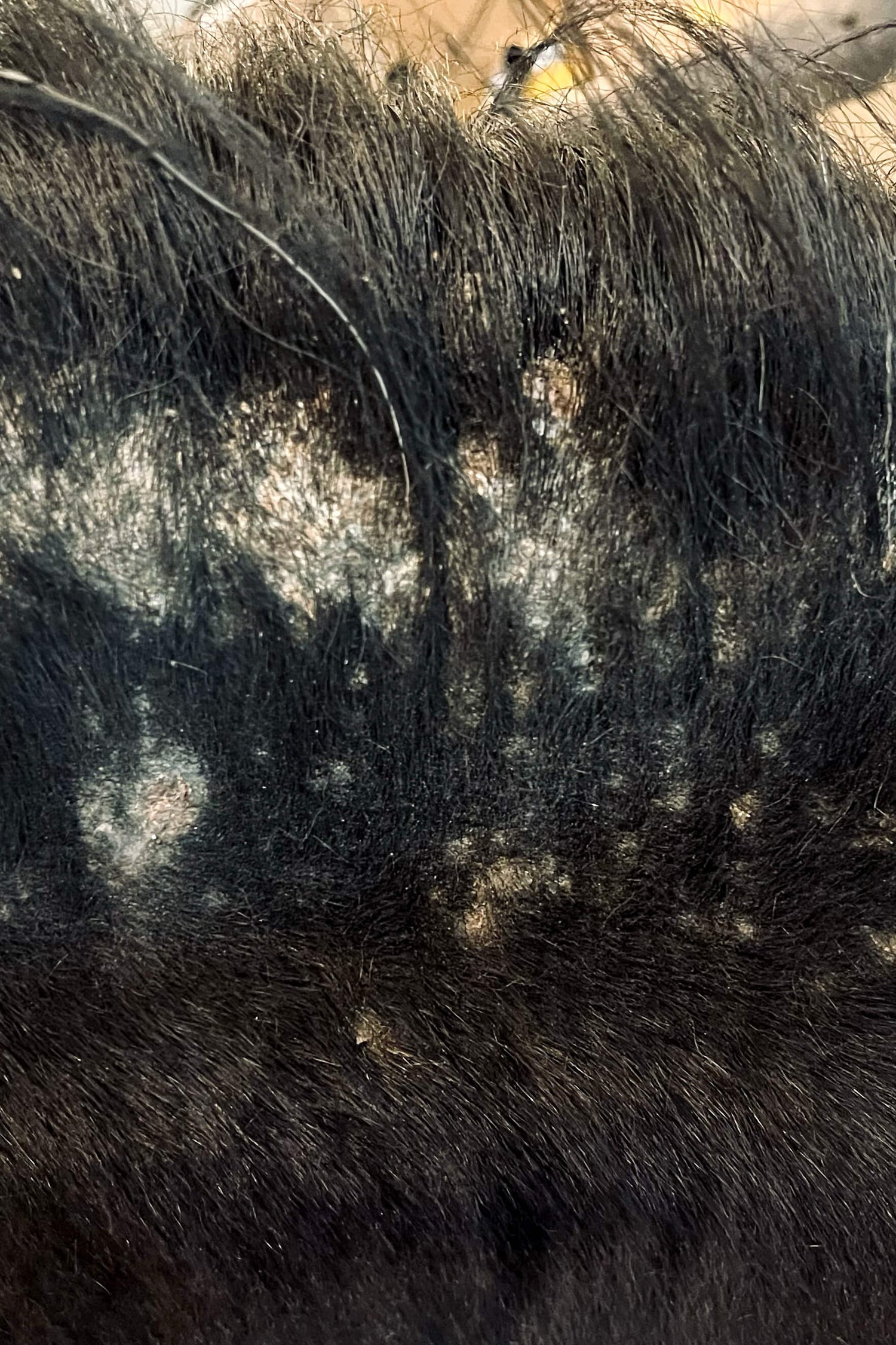 Nahaufnahme eines schwarzen Fellflecks mit Haarausfall und schuppiger, weißer Haut, was auf eine mögliche Hauterkrankung oder Infektion bei einem Tier hinweist.