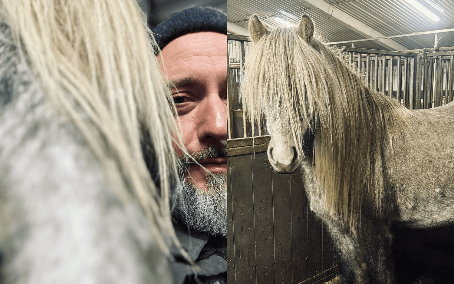 Ein geteiltes Bild zeigt auf der linken Seite eine Nahaufnahme eines Mannes mit grauem Bart und einer Pferdemähne, die sein Gesicht teilweise verdeckt, und auf der rechten Seite ein graues Pferd mit langer Mähne, das in einem Stall steht.