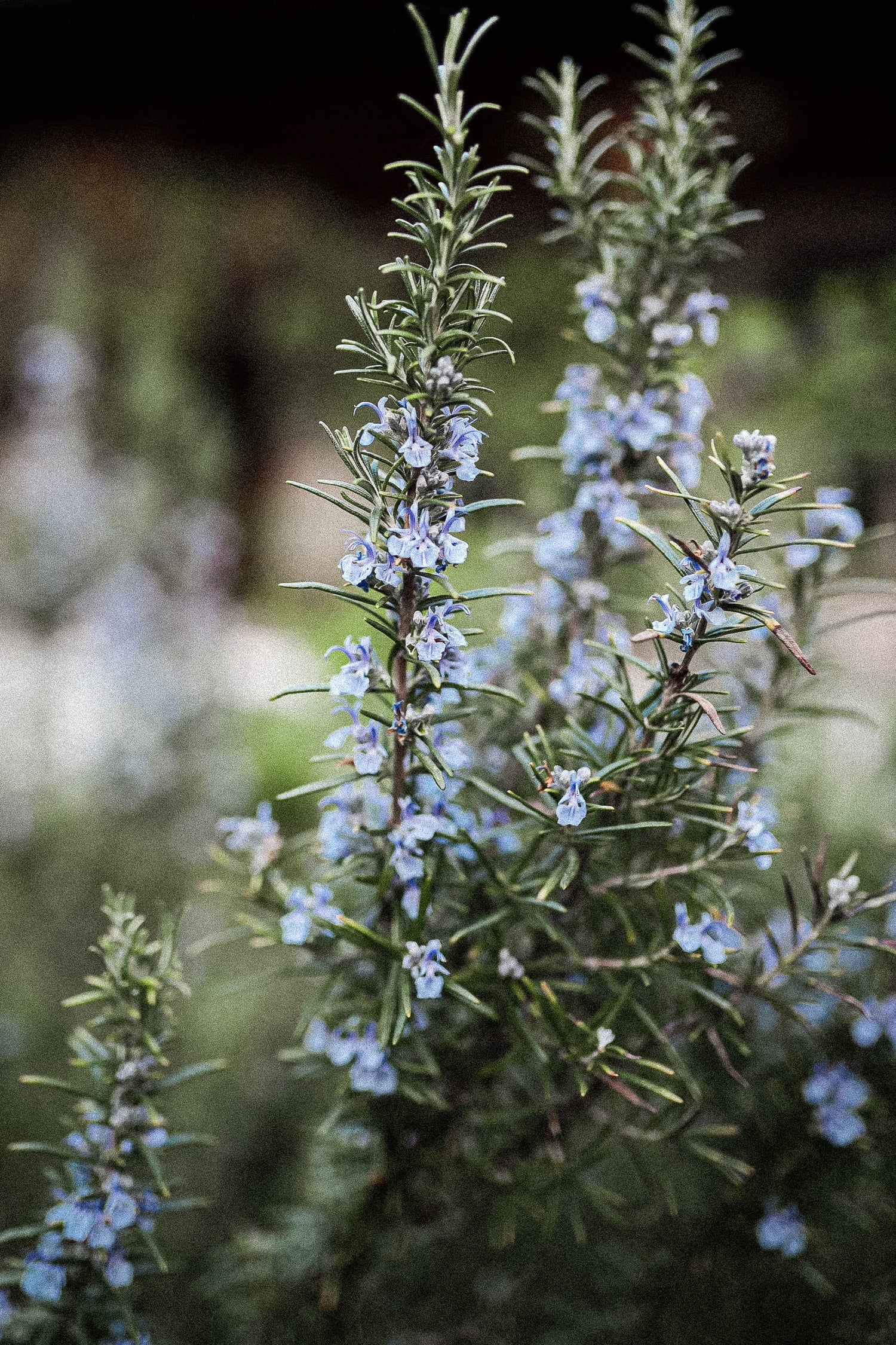 Nahaufnahme einer Rosmarinpflanze mit Büscheln kleiner, blassblauer Blüten, die zwischen schlanken, grünen, nadelartigen Blättern blühen. Der Hintergrund ist leicht unscharf und hebt die Details der Blüten und des Blattwerks hervor.