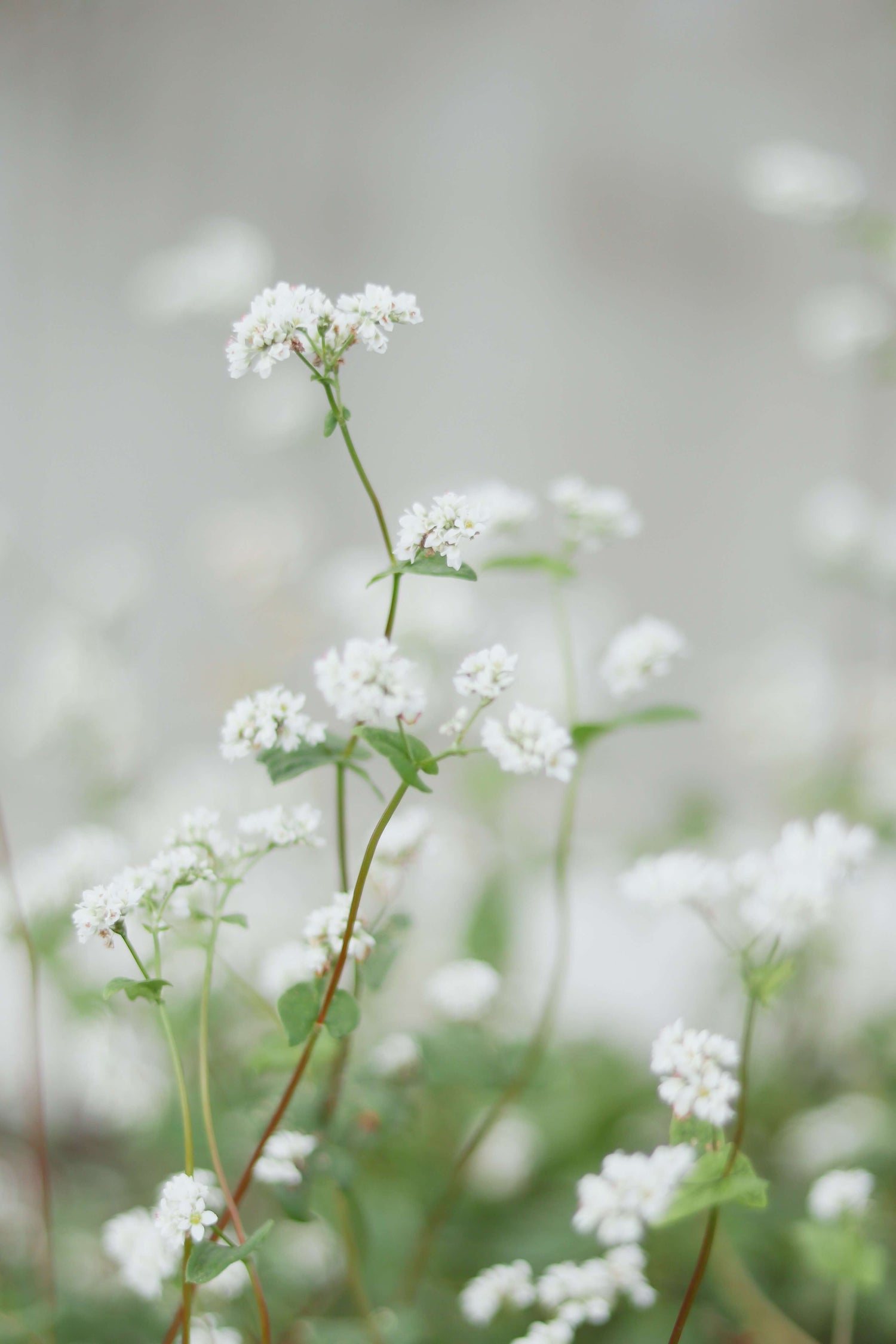 Zarte weiße Wildblumen mit kleinen Blütenbüscheln und schlanken grünen Stängeln, weich fokussiert vor einem hellen, verschwommenen Hintergrund.