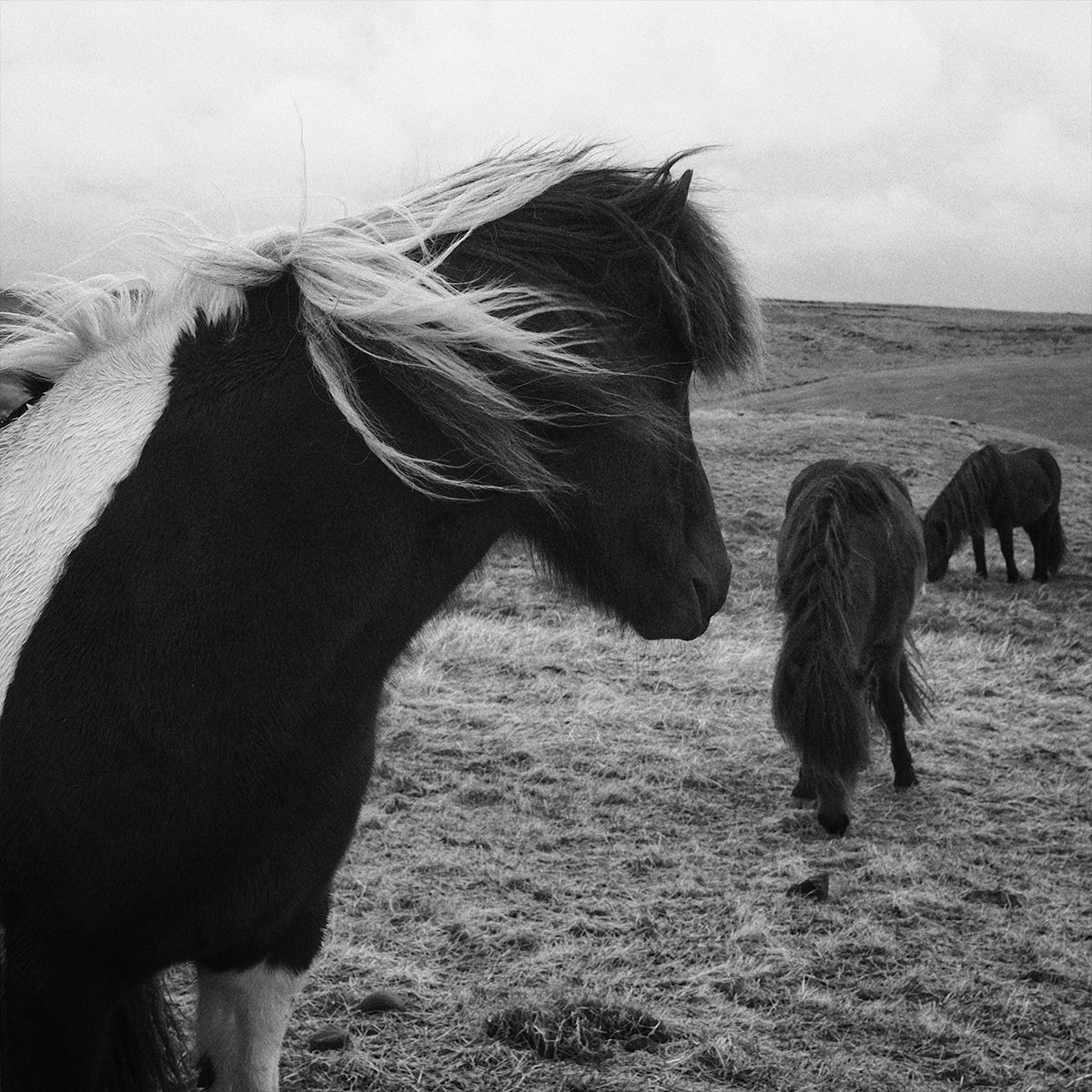 Ein Schwarz-Weiß-Foto eines Ponys mit wehender Mähne im Vordergrund und zwei grasenden Ponys im Hintergrund - ideal, um die gesunde Pferdehaut oder die natürlichen Vorteile der Hestakofi Pflegelotion mit CBDÖL hervorzuheben.