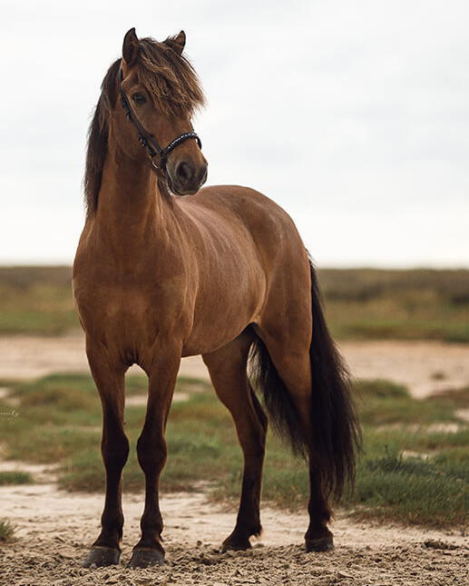 Ein braunes Pferd mit dunkler Mähne und dunklem Schweif steht aufmerksam auf sandigem Boden mit grünem Gras - perfekt geeignet, um Hestakofi Shampoo zu probieren.