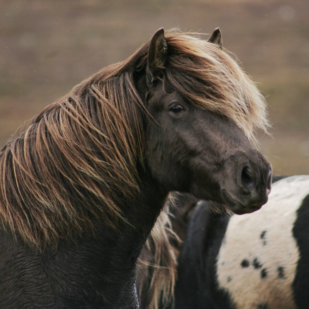 Nahaufnahme eines dunkelbraunen Islandpferdes mit einer langen, dicken, windgepeitschten Mähne und Stirnlocke, das vor einem anderen Pferd mit schwarz-weiß geflecktem Fell steht. Der Hintergrund ist unscharf und erdig.
