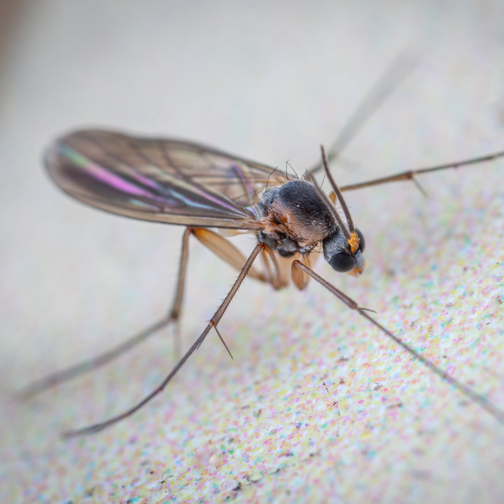 Eine Nahaufnahme einer Mücke mit detaillierten Flügeln, Beinen und Körper, die auf einer hellen, strukturierten Oberfläche steht.
