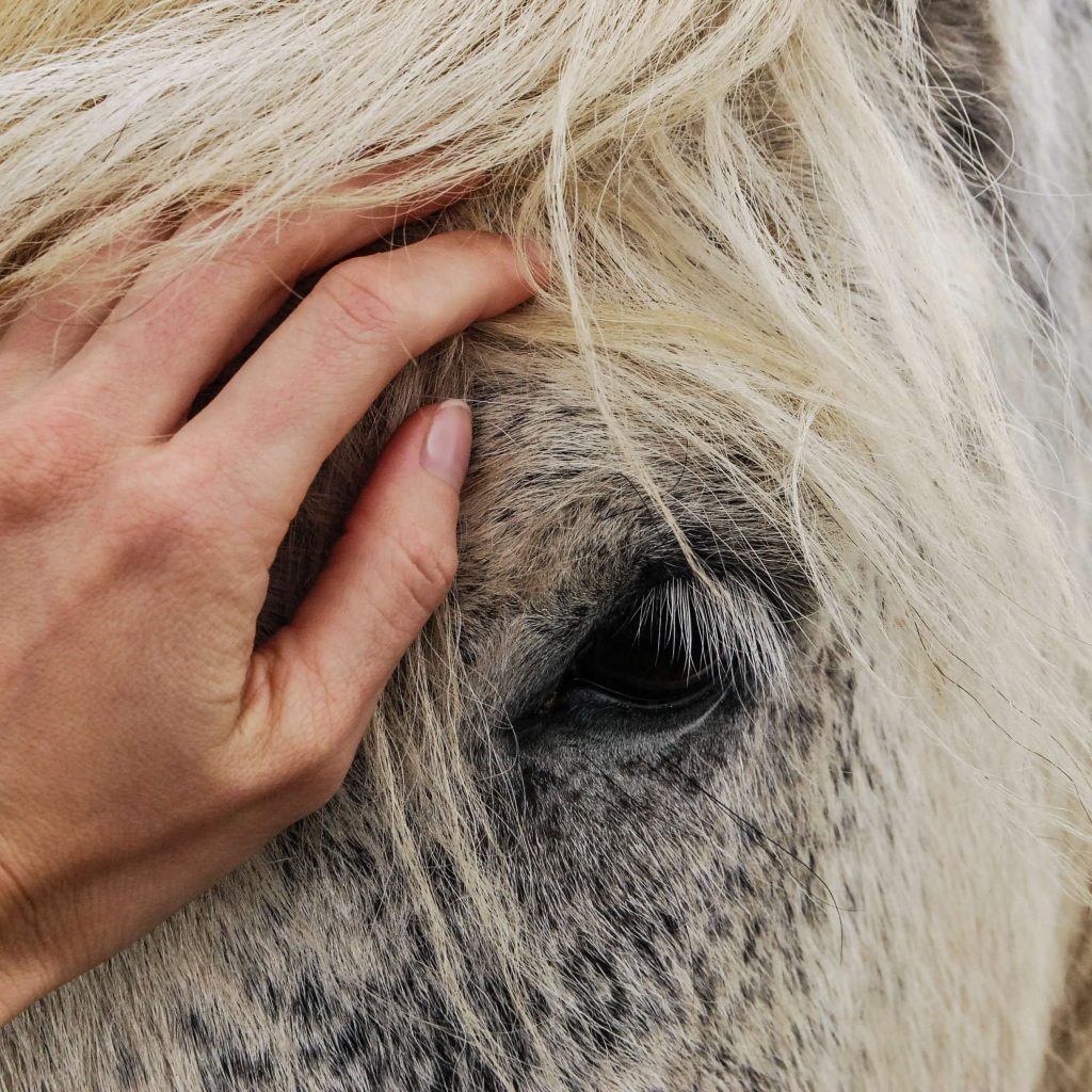 Nahaufnahme einer Hand, die sanft die Stirn eines hellen Pferdes mit einer dicken, cremefarbenen Mähne berührt, das mit Hestakofi Mähnen und Schweifspray gepflegt wird. Das Auge des Pferdes ist teilweise geschlossen und vermittelt einen ruhigen und friedlichen Eindruck.
