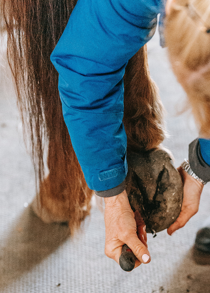 Eine Person in einer blauen Jacke säubert den Huf eines Pferdes mit einem Hufkratzer, wobei sie das Bein des Pferdes hochhält und den Huf von Schmutz befreit.
