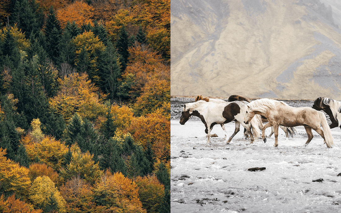 Herbst: Harmonie zwischen Pferd und Natur