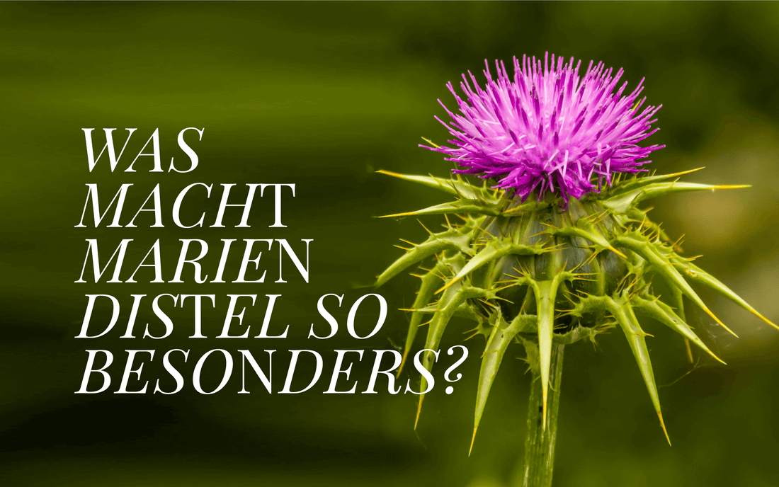 Mariendistelöl. Warum viele Pferdehalter damit arbeiten und warum es in der Fütterung wirklich Sinn ergibt