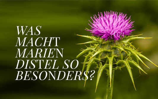 Mariendistelöl. Warum viele Pferdehalter damit arbeiten und warum es in der Fütterung wirklich Sinn ergibt