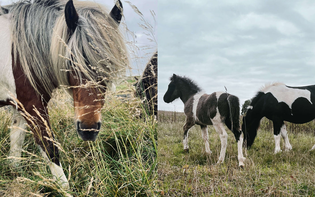 🐴 Wenn dein Pferd alles bekommt – und trotzdem aus dem Gleichgewicht ist