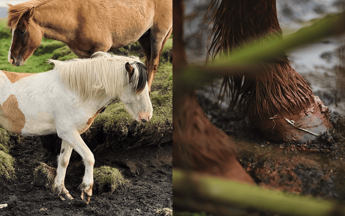 Mauke beim Pferd: Ursachen, Symptome und effektive Behandlung