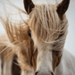 Mane and tail spray