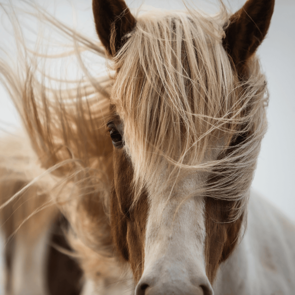 Mane and tail spray