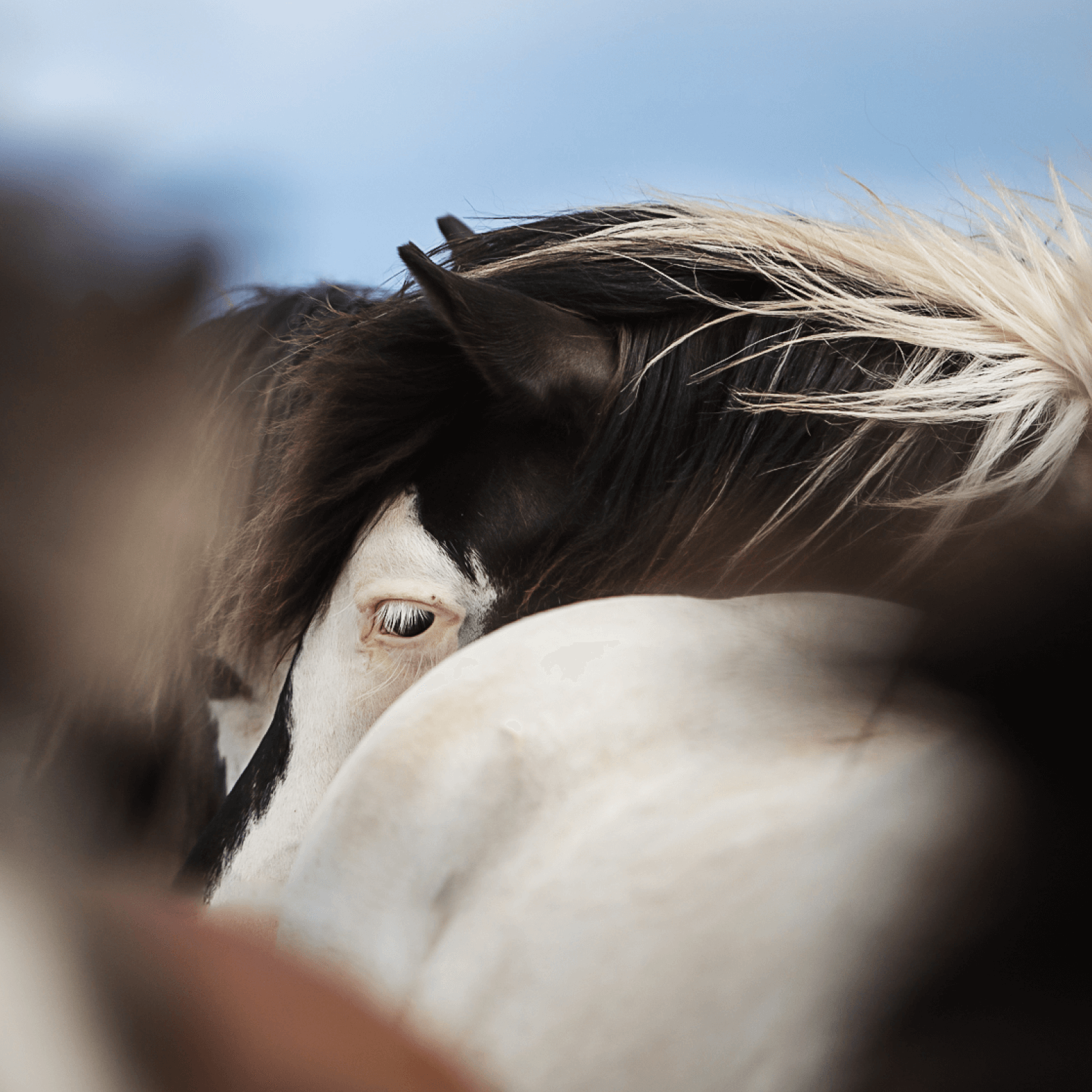 Close uo von einem Helmschecken mit Fokus auf dem Auge