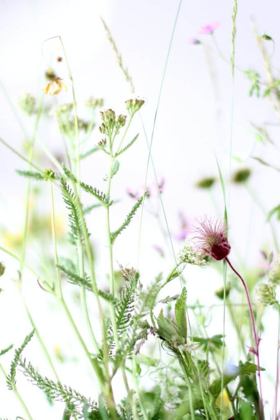 Zarte Wildblumen und Gräser mit feinen grünen Stängeln und Blättern, die sich sanft vor einem hellen, leichten Hintergrund abheben und einen luftigen und verträumten Effekt erzeugen.
