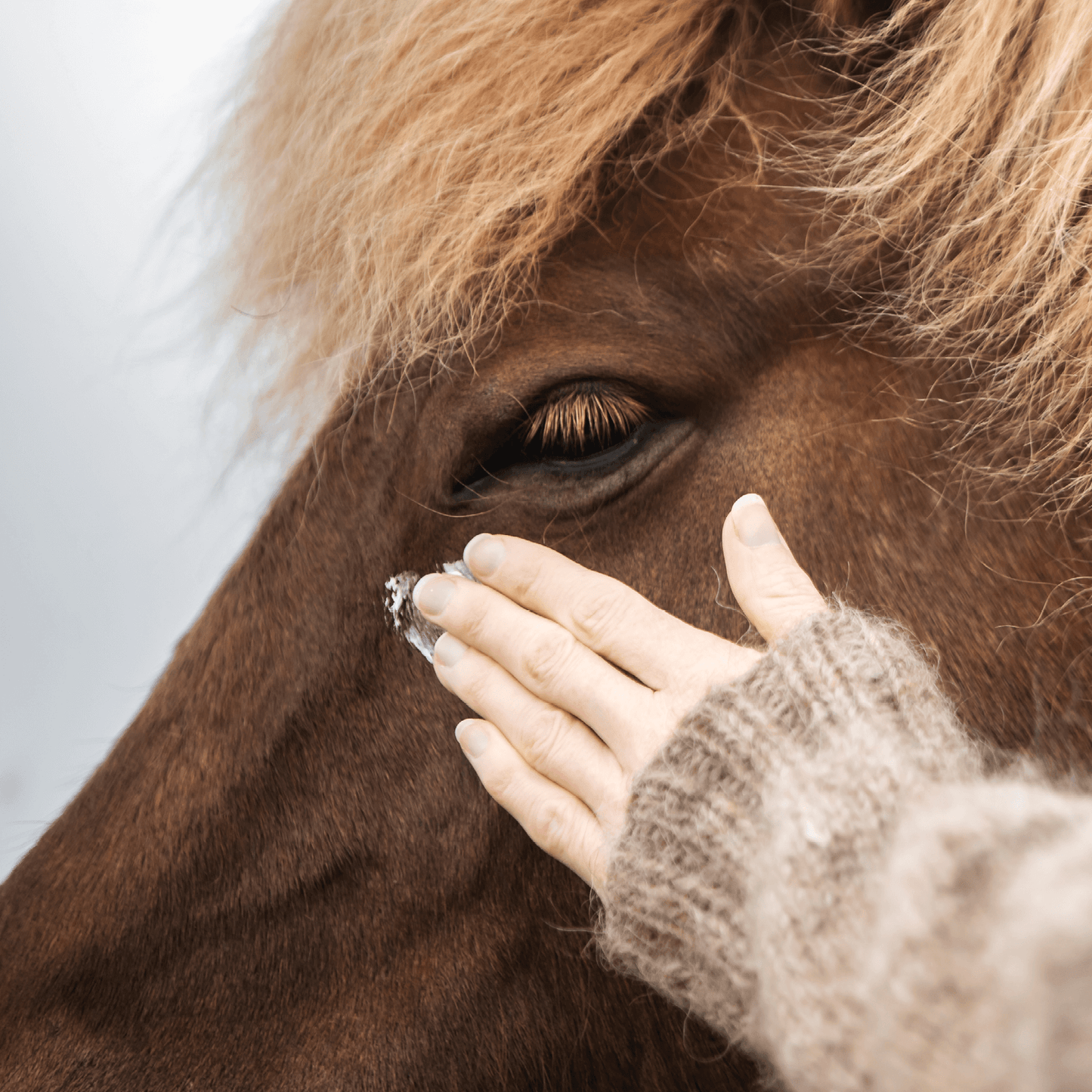 Eine Person in einem braunen Wollpullover cremt die Augencreme auf die Haut ums Auge eines Fuchs farbendenden Islandpferdes, um die gereizte Haut um das Auge herum zu pflegen. 