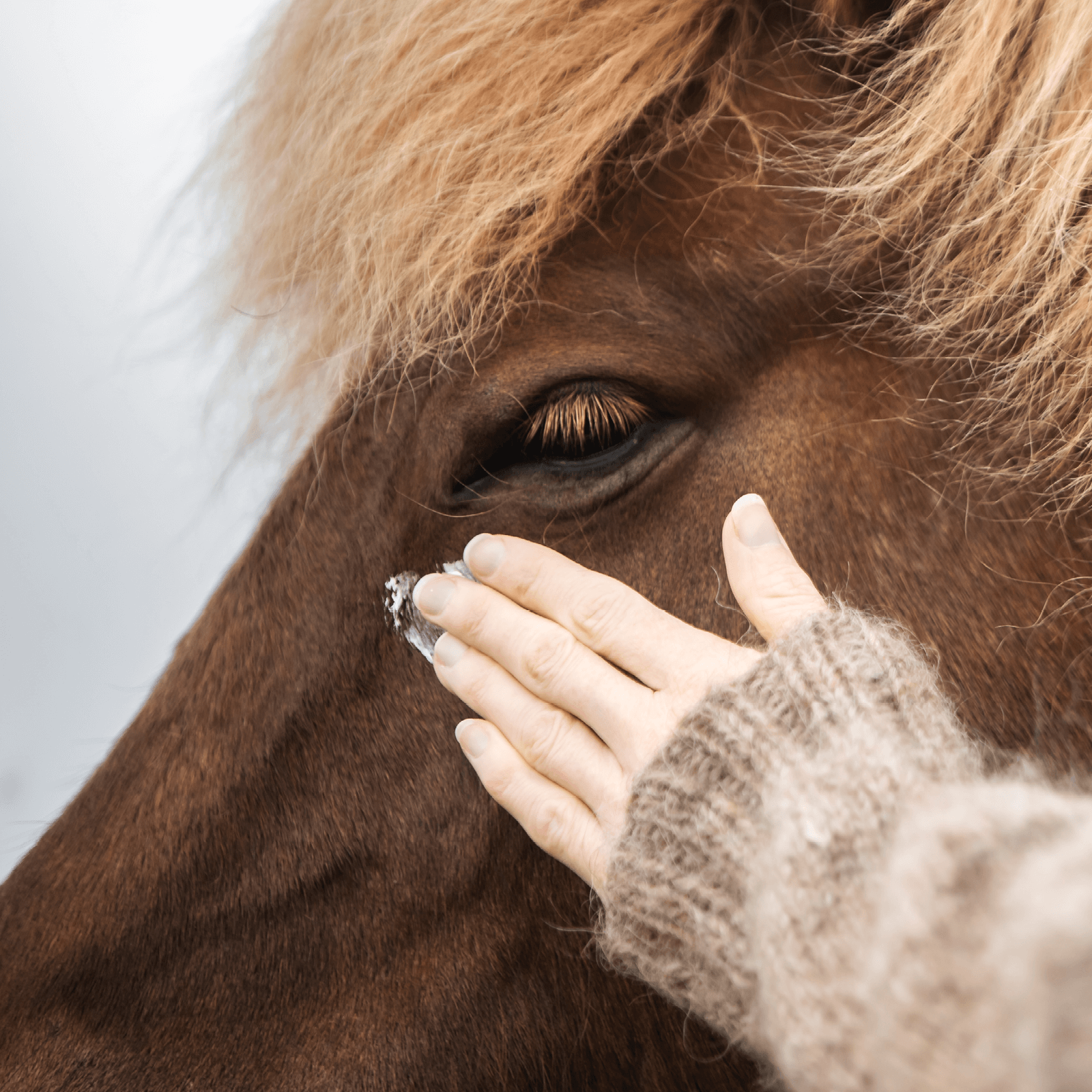 Eine Person in einem braunen Wollpullover cremt die Augencreme auf die Haut ums Auge eines Fuchs farbendenden Islandpferdes, um die gereizte Haut um das Auge herum zu pflegen. 