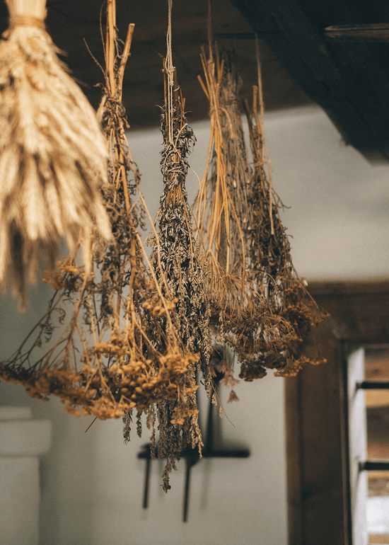 Bündel von getrockneten Kräutern hängen kopfüber an einem Holzbalken in einem Innenraum, wobei weiches natürliches Licht durch ein Fenster im Hintergrund fällt. Die Szene hat eine rustikale, gemütliche Atmosphäre.