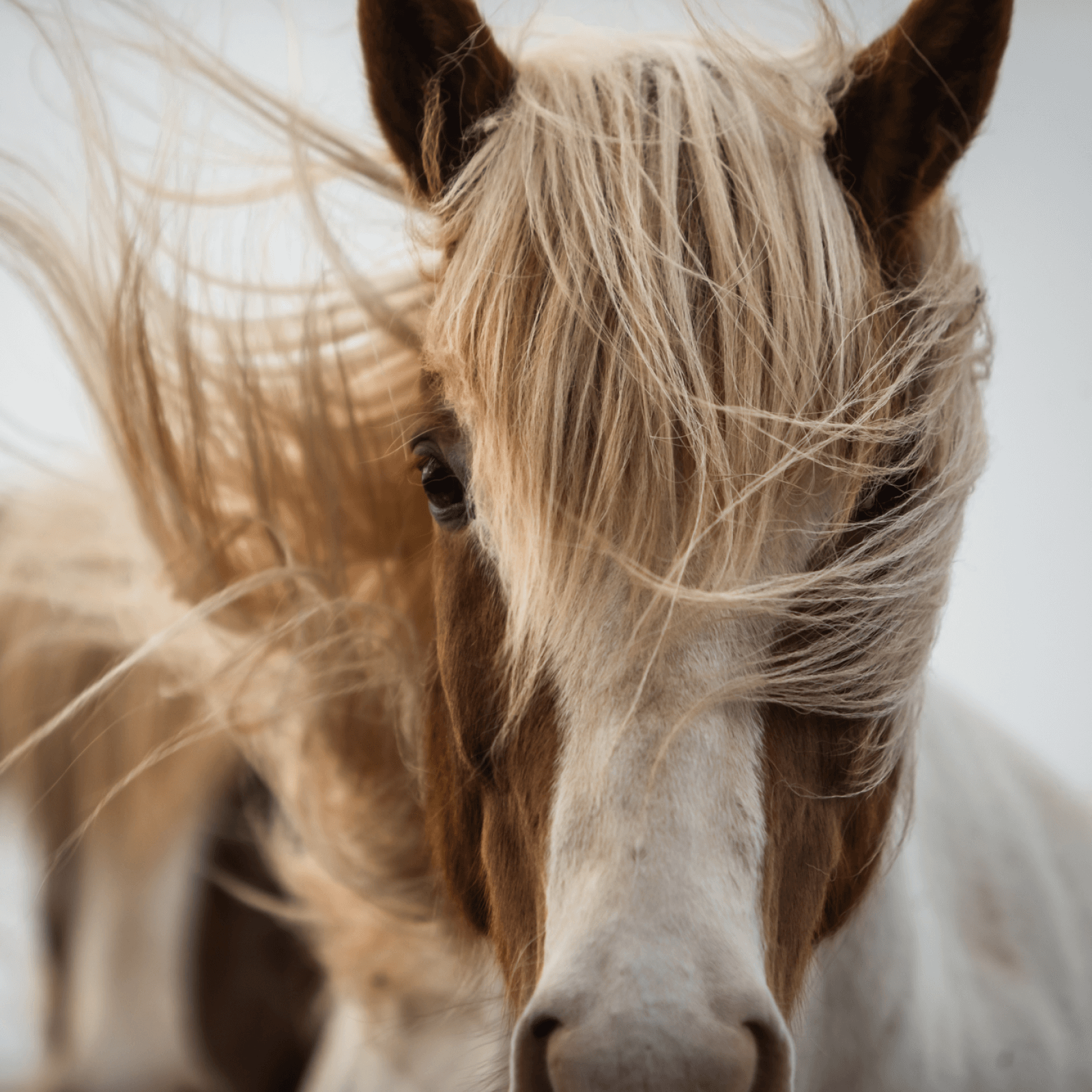 Close up von eine Islandpferd Fuchs Schecke mit viel wehender Mähne