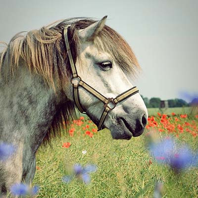 Ein graues Pferd mit Zaumzeug steht auf einer Wiese voller roter Mohnblumen und blauer Wildblumen, mit einem weichgezeichneten Hintergrund aus Gras und Bäumen unter einem blassen Himmel.